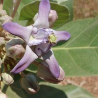 Calotropis gigantea (L.) W.T.Aiton